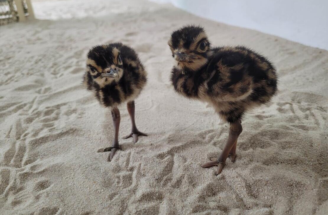 Asia’s Extraordinary Jumping Bird Now Thriving in Captivity–a Hopeful Halt to Population Slide Asia’s Extraordinary Jumping Bird Now Thriving in Captivity–a Hopeful Halt to Population Slide