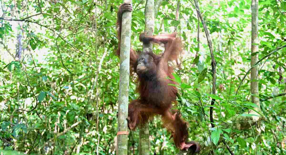 Three Orangutans Rescued from Illegal Captivity Finally Returned to Their Forest Realm Three Orangutans Rescued from Illegal Captivity Finally Returned to Their Forest Realm