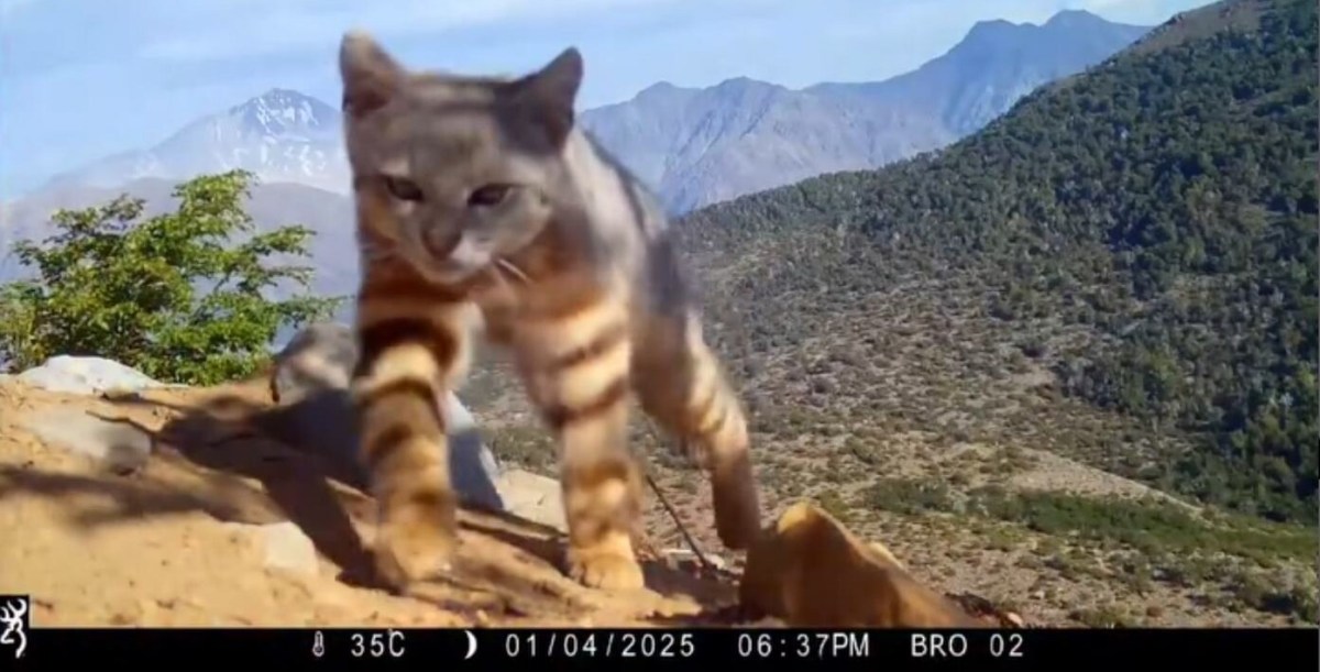 Rare Colocolo Cat Captured on Trail Cam in Chile Sauntering up as if on a Catwalk (Watch) Rare Colocolo Cat Captured on Trail Cam in Chile Sauntering up as if on a Catwalk (Watch)
