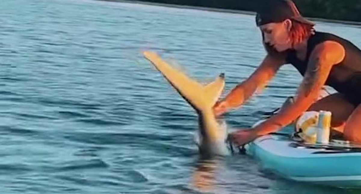 Woman Rescues Shark Entangled in Fishing Line With Her Bare Hands as Friend Shoots Incredible Video Woman Rescues Shark Entangled in Fishing Line With Her Bare Hands as Friend Shoots Incredible Video
