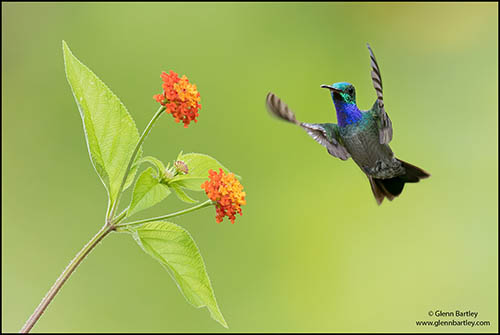 Birds of Peru – the Marvelous Spatuletail Birds of Peru – the Marvelous Spatuletail