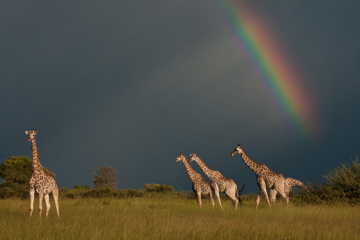 Female giraffes drove the evolution of long necks in order to feed on the most nutritious leaves Female giraffes drove the evolution of long necks in order to feed on the most nutritious leaves