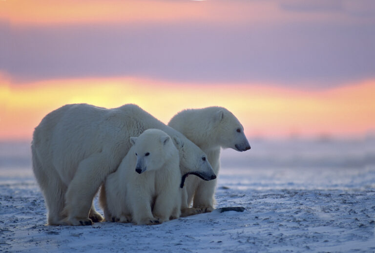 Record Low Sea Ice in Hudson Bay Putting Polar Bears at Risk of Extinction Record Low Sea Ice in Hudson Bay Putting Polar Bears at Risk of Extinction