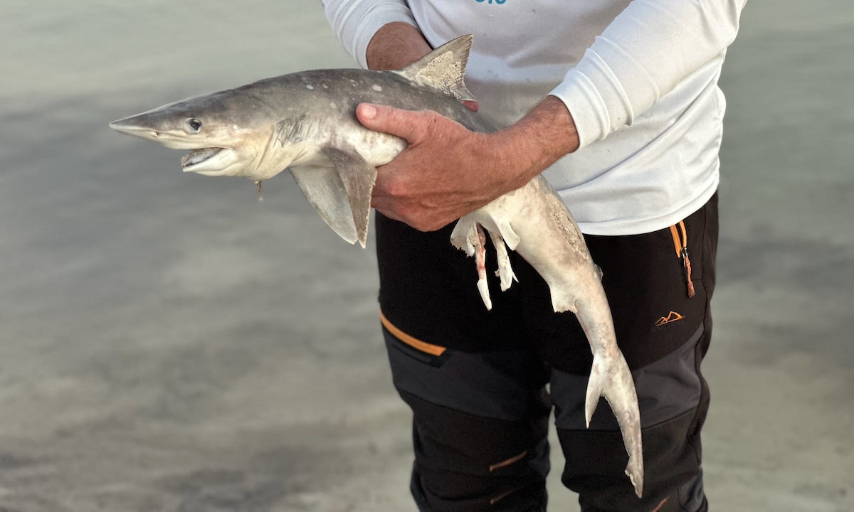 13 Sharks Test Positive for Cocaine Near Brazil 13 Sharks Test Positive for Cocaine Near Brazil