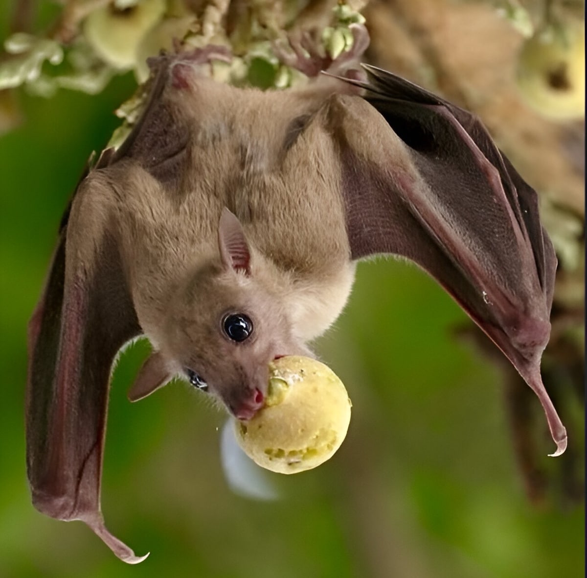 Fruit Bats Have Cognitive Abilities Previously Believed to Be Exclusive to Humans, Research Finds Fruit Bats Have Cognitive Abilities Previously Believed to Be Exclusive to Humans, Research Finds