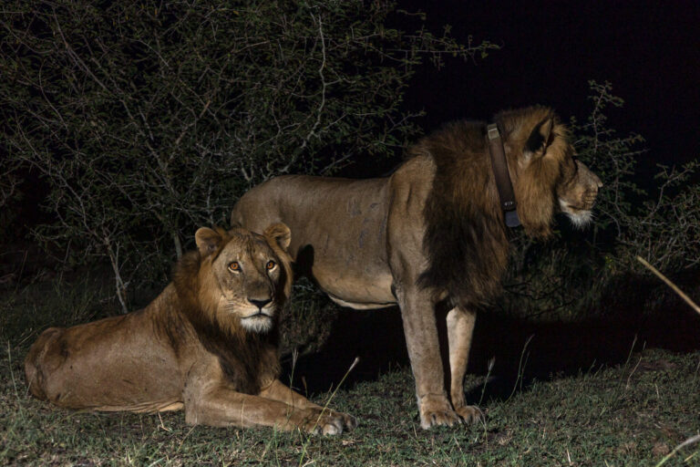 Lion Brothers Cross Predator-Filled African River in Record-Breaking Swim Lion Brothers Cross Predator-Filled African River in Record-Breaking Swim