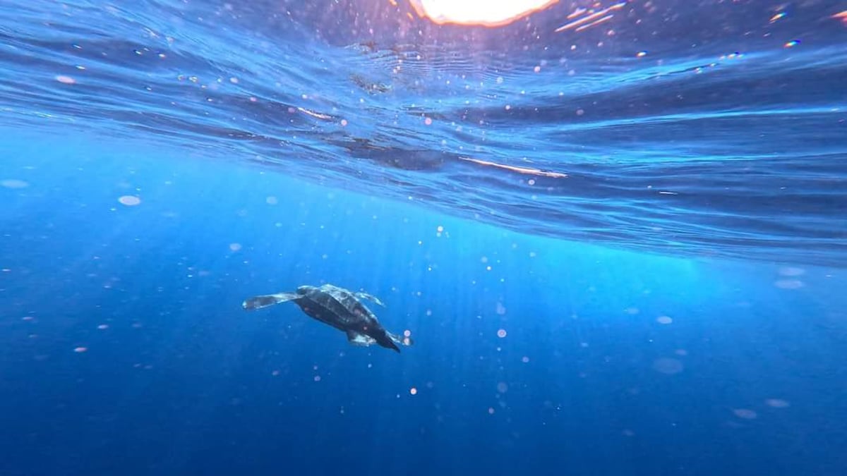Rescue, Rehabilitation and Release: A Sea Turtle Success Story to Kick off 2024 Rescue, Rehabilitation and Release: A Sea Turtle Success Story to Kick off 2024