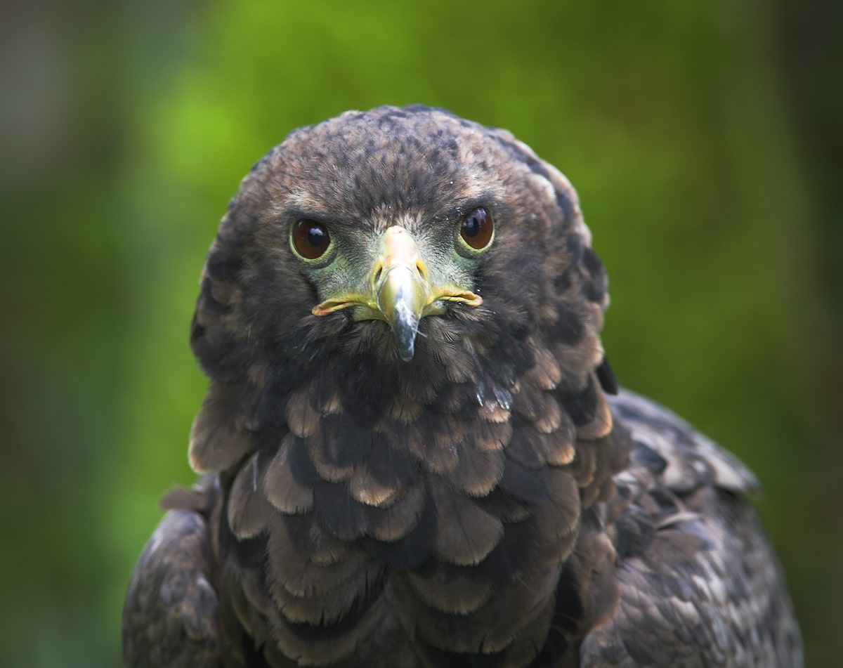 Africa’s Birds of Prey Are Experiencing an Extinction Crisis Africa’s Birds of Prey Are Experiencing an Extinction Crisis
