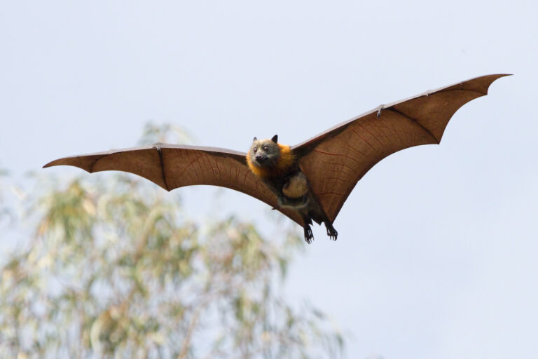 Despite Weather Extremes, Australia’s Grey-Headed Flying Fox ‘Is Doing OK’ Despite Weather Extremes, Australia’s Grey-Headed Flying Fox ‘Is Doing OK’