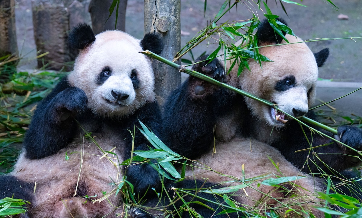 Plants Are Becoming Less Nutritious Because of Climate Change, Impacting Herbivores From Insects to Giant Pandas Plants Are Becoming Less Nutritious Because of Climate Change, Impacting Herbivores From Insects to Giant Pandas