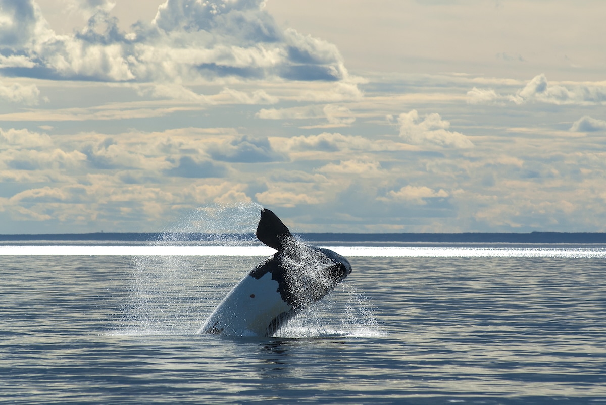 Right Whales Can Live 130 Years or Longer, Research Finds Right Whales Can Live 130 Years or Longer, Research Finds