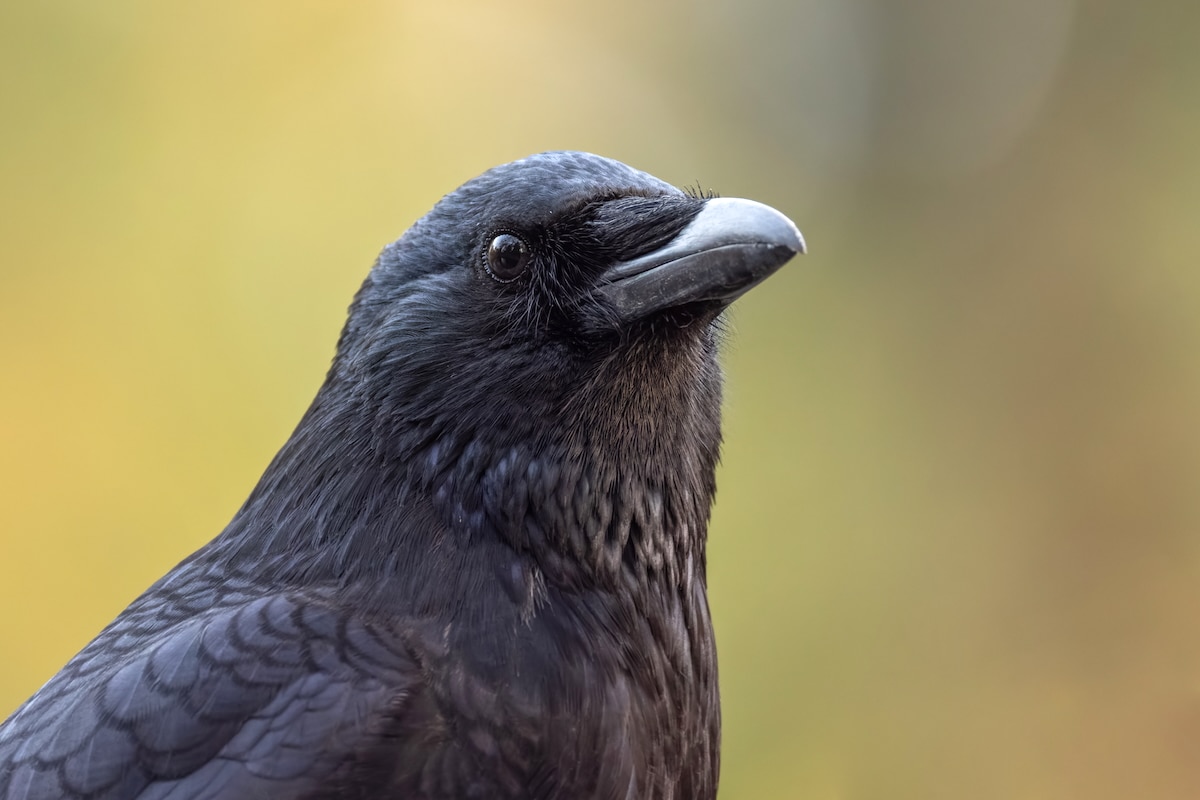 Crows Only Known Animals Other Than Humans That Can Differentiate Between Geometric Shapes Crows Only Known Animals Other Than Humans That Can Differentiate Between Geometric Shapes