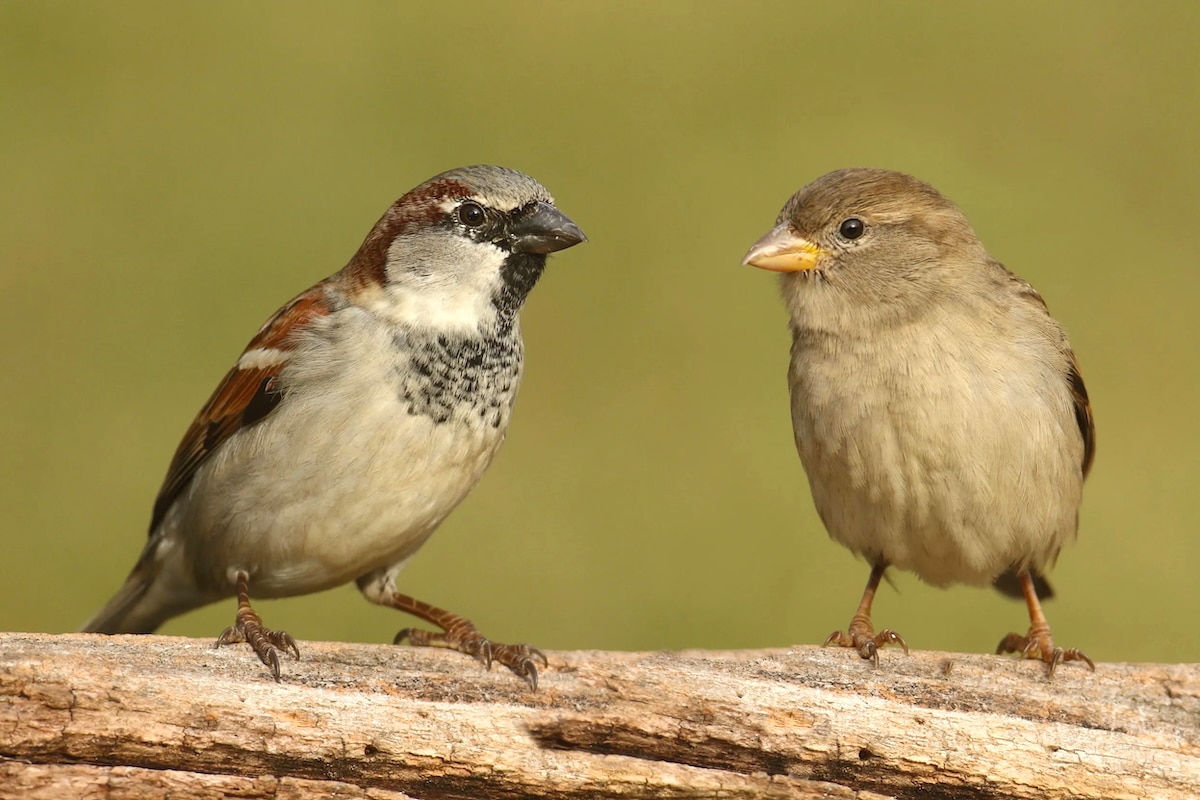 As British Bird Count Records Low Numbers, Conservationists Urge Gardeners to Ditch Pesticides, Let Lawns Grow As British Bird Count Records Low Numbers, Conservationists Urge Gardeners to Ditch Pesticides, Let Lawns Grow