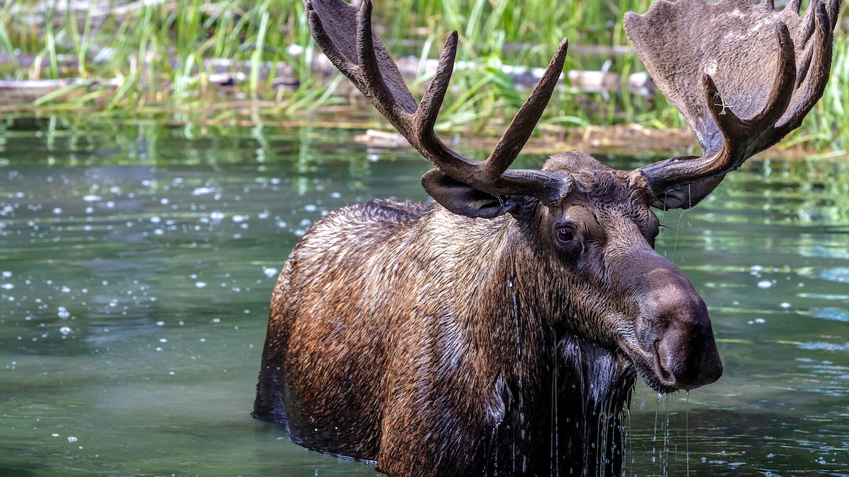 New Project Will Reintroduce Elk to UK for the First Time in 3,000 Years New Project Will Reintroduce Elk to UK for the First Time in 3,000 Years