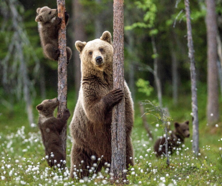 Grizzlies Could Make a Comeback in California, New Study Suggests Grizzlies Could Make a Comeback in California, New Study Suggests