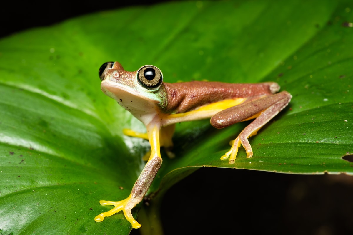 Global Warming Has Already Made Natural Habitats Unsurvivable for 2% of Amphibians: Study Global Warming Has Already Made Natural Habitats Unsurvivable for 2% of Amphibians: Study