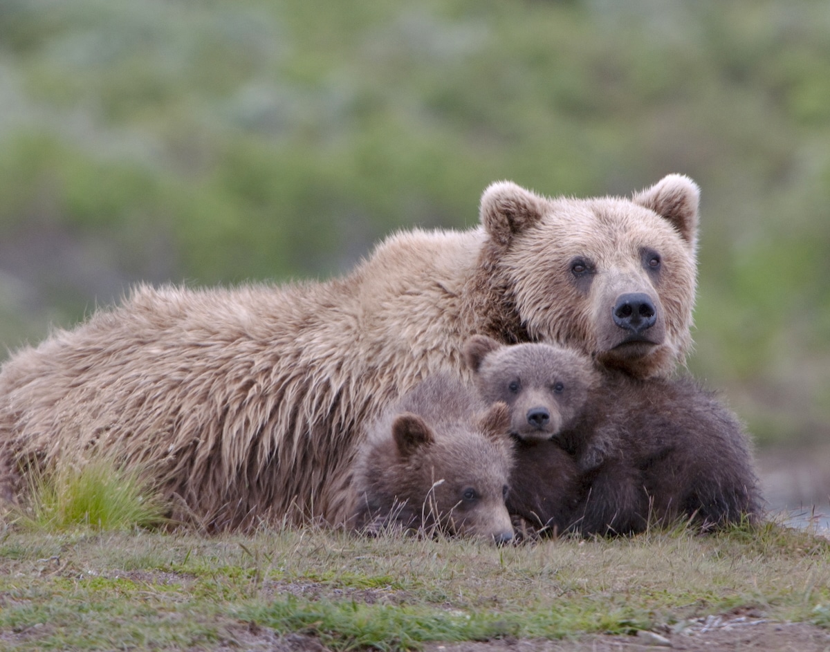 Alaska to Resume ‘Barbaric’ Aerial Shooting of Wolves and Bears Alaska to Resume ‘Barbaric’ Aerial Shooting of Wolves and Bears