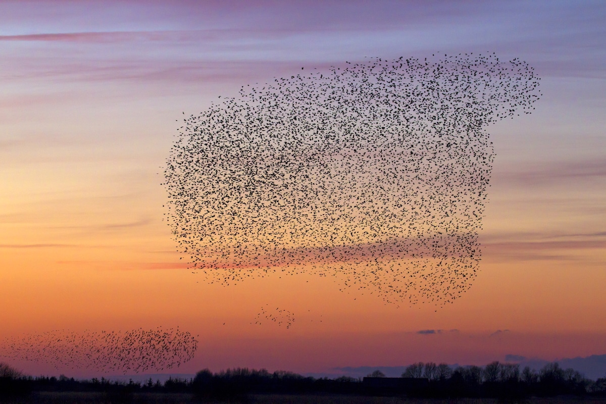 Songbirds Have In-Flight ‘Conversations’ With Other Species During Migration, Study Shows Songbirds Have In-Flight ‘Conversations’ With Other Species During Migration, Study Shows