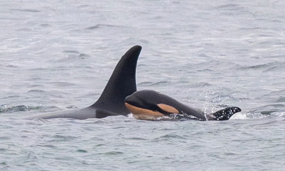 Grieving Killer Whale Who Lost Her Calf in 2018 Has Again Lost a Newborn Female Grieving Killer Whale Who Lost Her Calf in 2018 Has Again Lost a Newborn Female