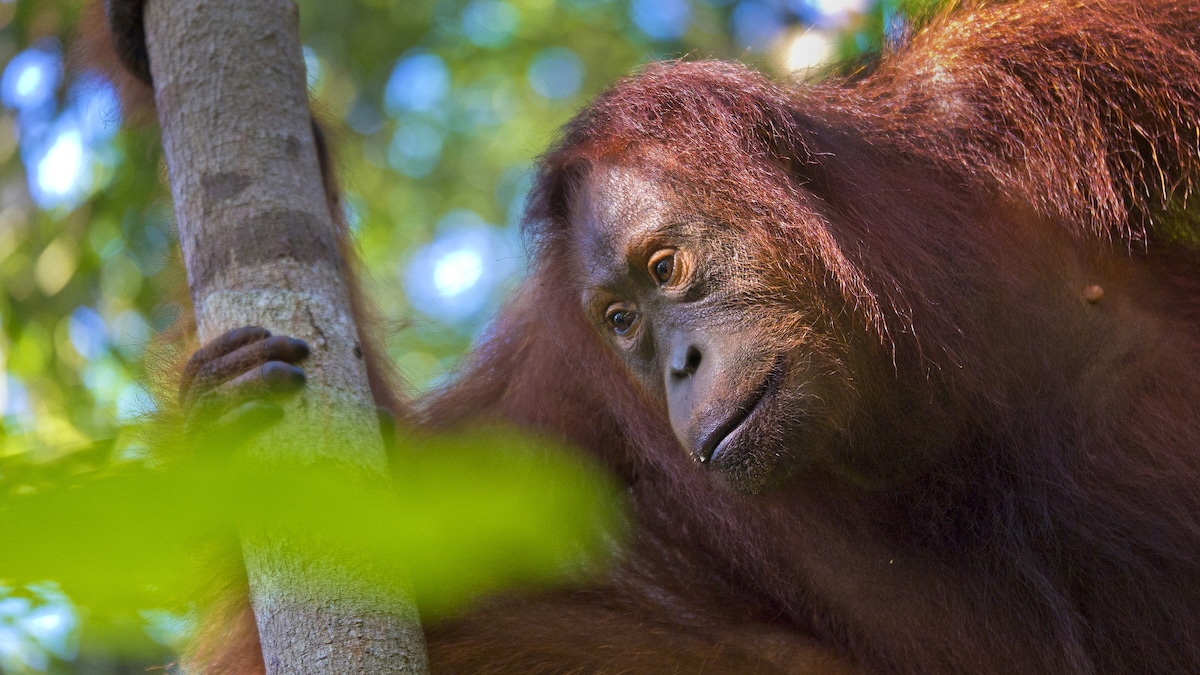 Relocation of Wild Orangutans Often Threatens Their Survival: Study Relocation of Wild Orangutans Often Threatens Their Survival: Study