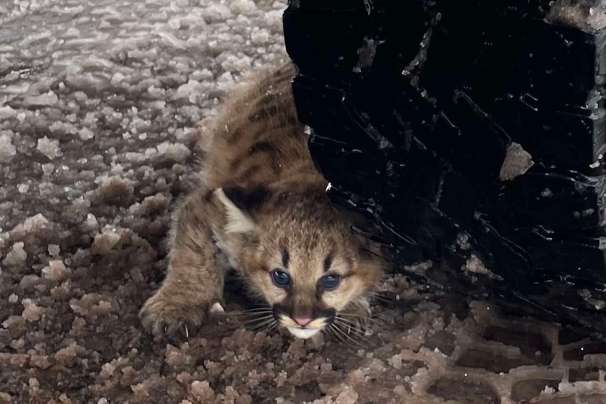 Wild Cougar Cubs Spotted in Western Michigan for the First Time in Over 100 Years Wild Cougar Cubs Spotted in Western Michigan for the First Time in Over 100 Years