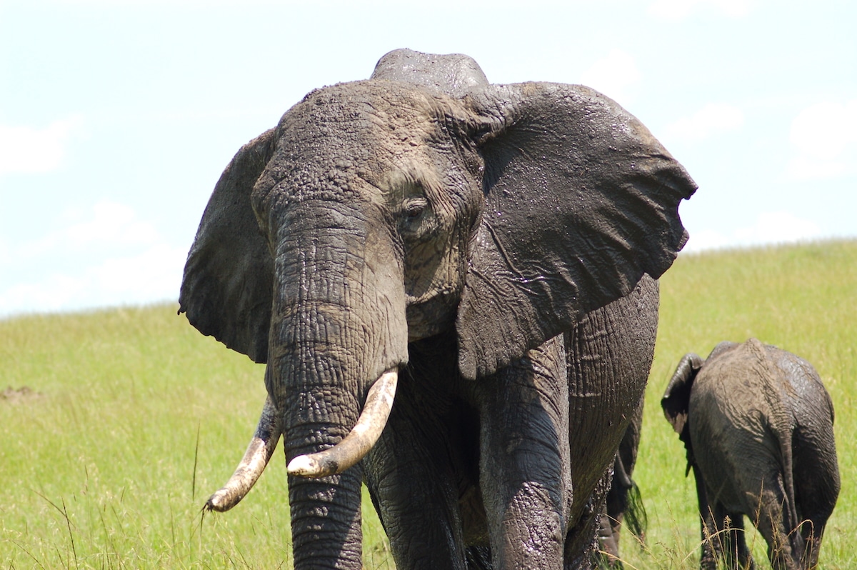 Trump Administration Sued for Freezing Funds That Help Protect Vulnerable Species Like Rhinos and Elephants Trump Administration Sued for Freezing Funds That Help Protect Vulnerable Species Like Rhinos and Elephants
