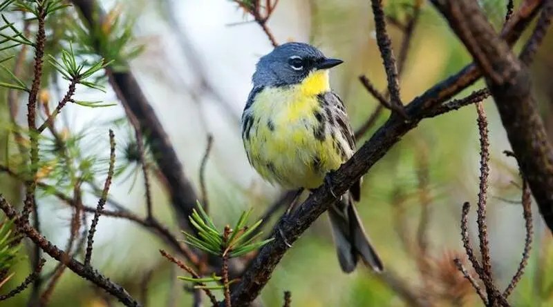 Drier Winter Habitat Impacts Songbirds’ Ability To Survive Migration Drier Winter Habitat Impacts Songbirds’ Ability To Survive Migration