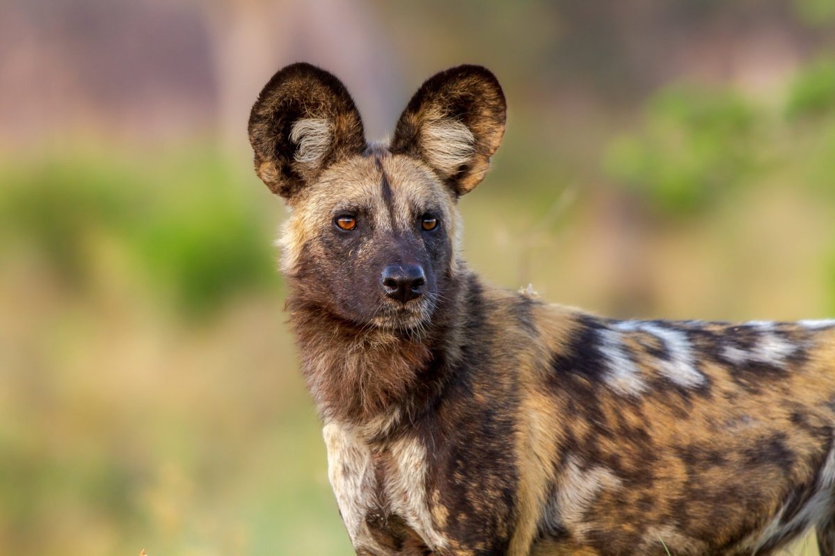 Top 12 Reasons to Save the African Wild Dog Top 12 Reasons to Save the African Wild Dog
