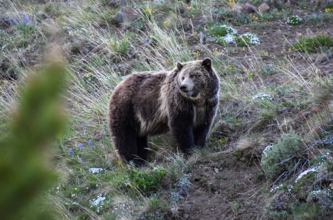 U.S. Fish and Wildlife Service Proposes Update to Grizzly Bear Endangered Species Act Listing and Management U.S. Fish and Wildlife Service Proposes Update to Grizzly Bear Endangered Species Act Listing and Management