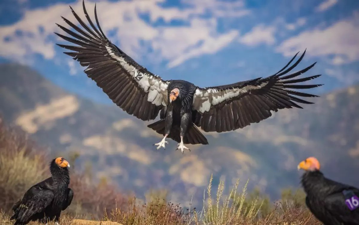 Extremely rare California condor killed in southwest Colorado. Wildlife officials offer reward Extremely rare California condor killed in southwest Colorado. Wildlife officials offer reward