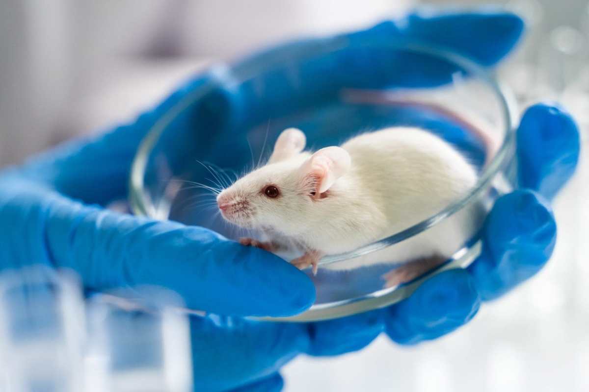 PETA Helps End Cruel Sepsis Experiments on Animals PETA Helps End Cruel Sepsis Experiments on Animals