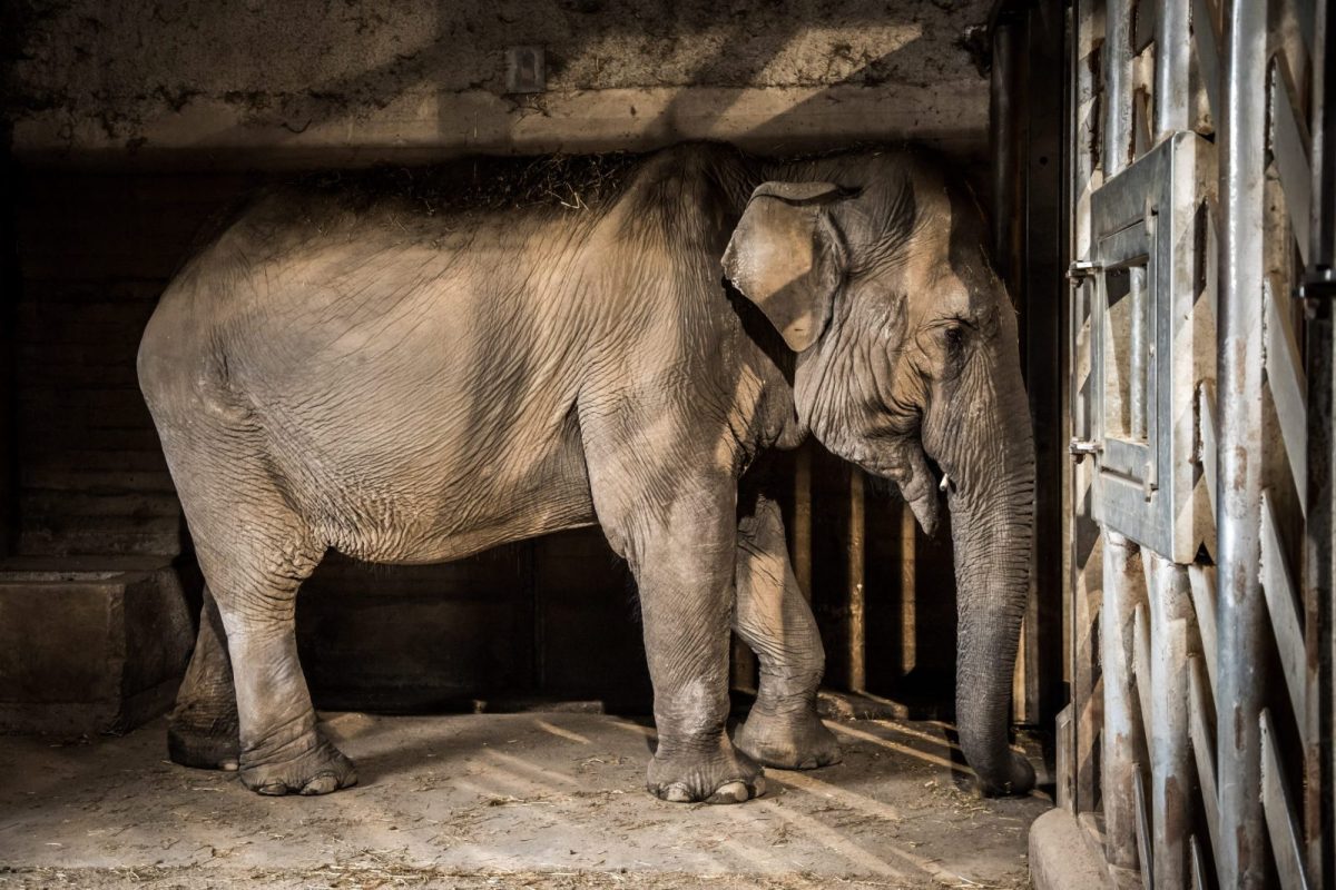 Phoenix Zoo Plans to Kill Lonely Elephant Indu Amid Outcry Phoenix Zoo Plans to Kill Lonely Elephant Indu Amid Outcry