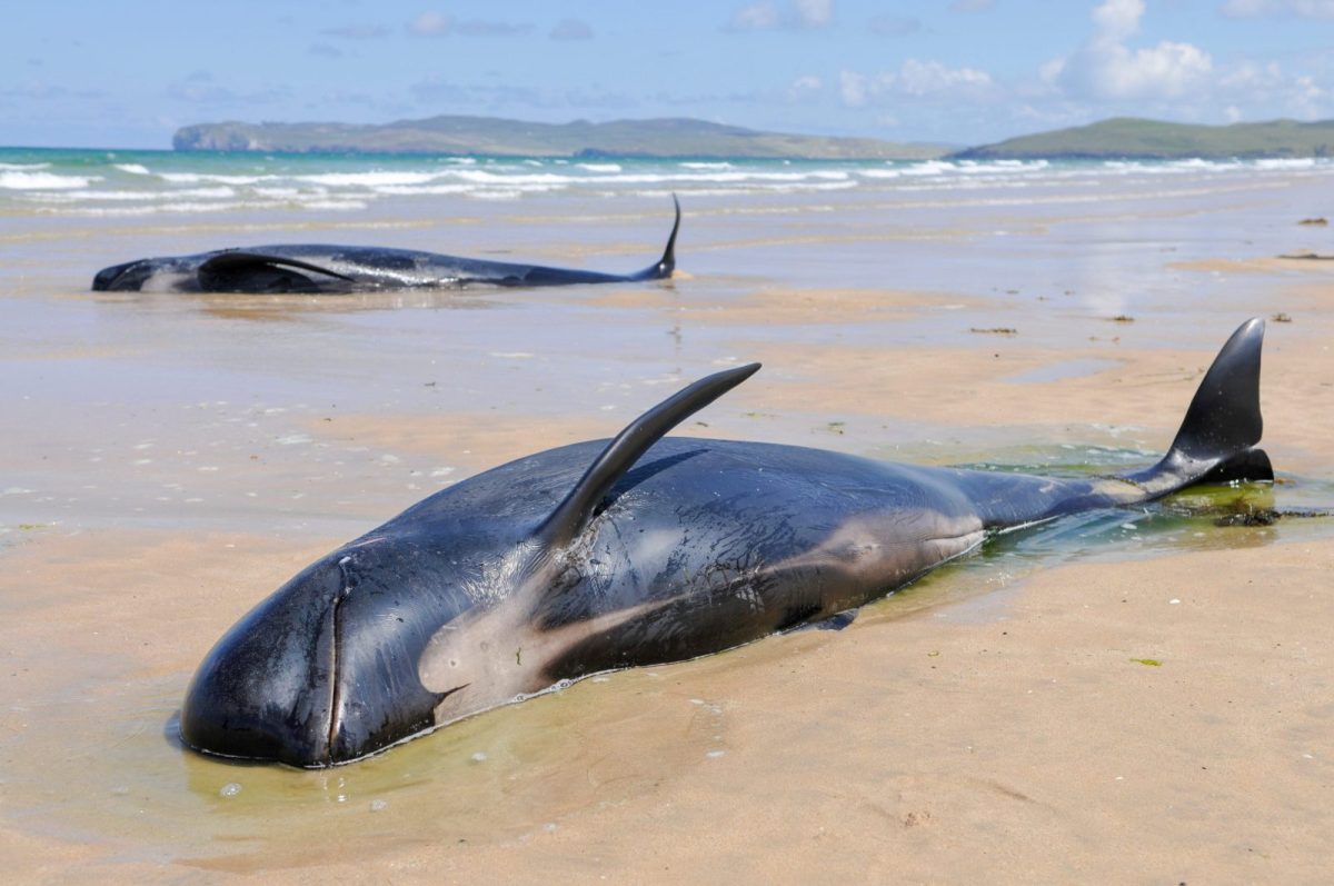 Mass Whale Stranding Sparks Urgent Action Mass Whale Stranding Sparks Urgent Action