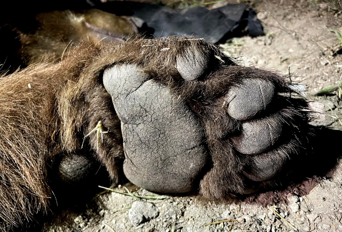 A Bear Killed and Ate an Elderly Woman in Her Home. It’s the First Fatal Black Bear Attack in California’s History A Bear Killed and Ate an Elderly Woman in Her Home. It’s the First Fatal Black Bear Attack in California’s History