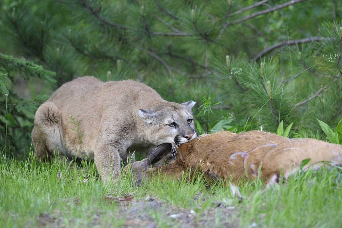 Wyoming Lawmakers Tried to Declare Open Season on Mountain Lions. Local Houndsmen Shut It Down Wyoming Lawmakers Tried to Declare Open Season on Mountain Lions. Local Houndsmen Shut It Down