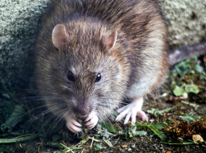 The Dangers of Pests and Why It’s Important to Take Control The Dangers of Pests and Why It’s Important to Take Control