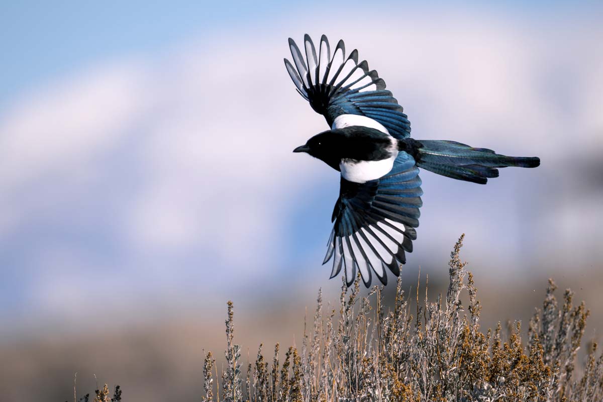 6 Fascinating Facts About the Misunderstood Magpie 6 Fascinating Facts About the Misunderstood Magpie