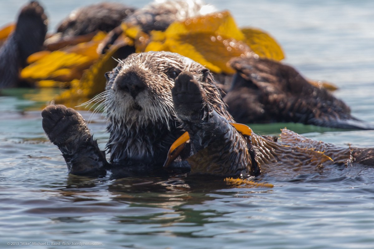 Sea Otters Save California’s Kelp Forests from Extinction Sea Otters Save California’s Kelp Forests from Extinction
