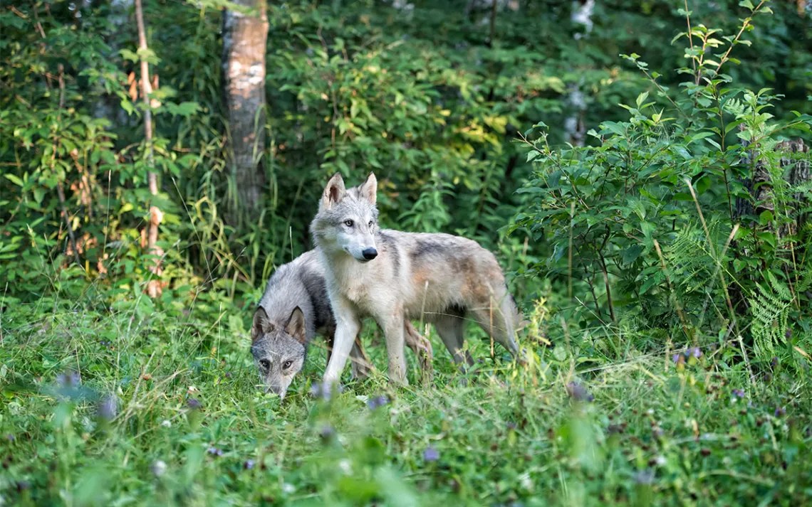 Endangered Species Day Comes as Wildlife Face a New Crisis