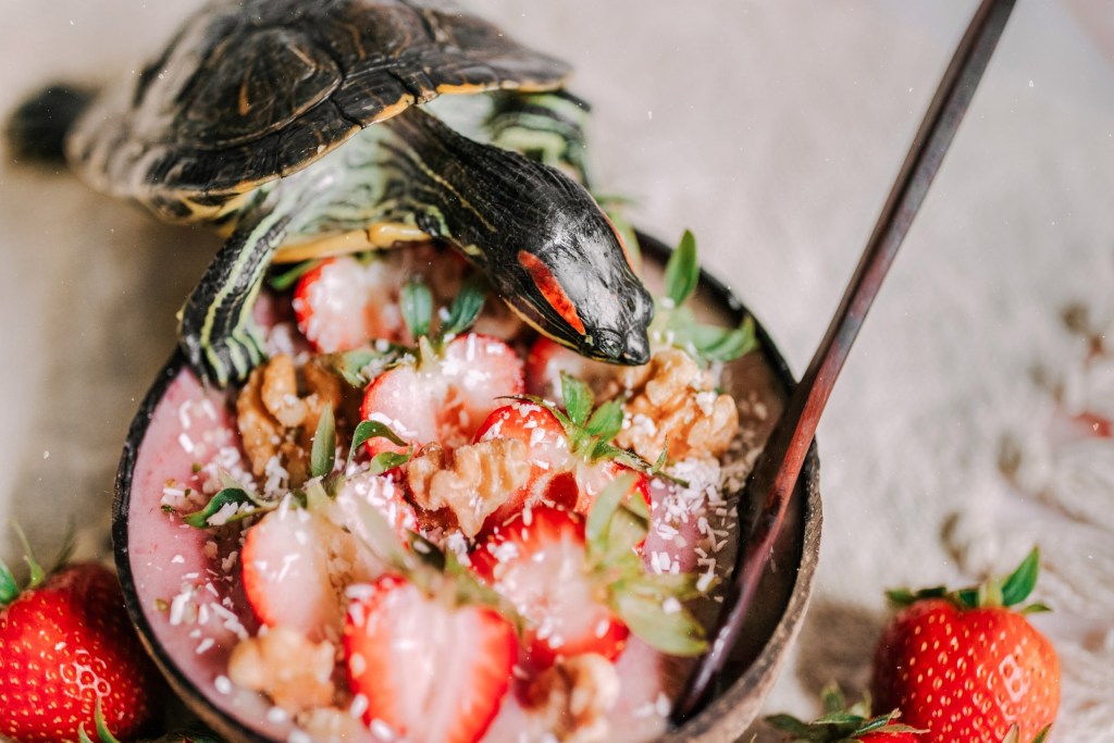 4 Things About Red-Eared Slider Turtles You Likely Haven’t Heard Of 4 Things About Red-Eared Slider Turtles You Likely Haven’t Heard Of