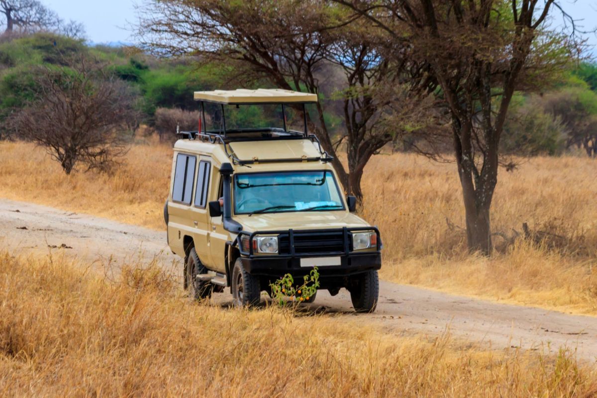 Video of tourists aurrounding wildlife on safari sparks outrageonline: “This is so gross on so many levels” Video of tourists aurrounding wildlife on safari sparks outrageonline: “This is so gross on so many levels”