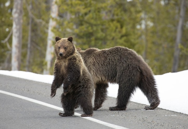 Wildlife Conservation Groups Sue Railroad Companies in Ongoing Legal Battle: “We are Extremely Disappointed” Wildlife Conservation Groups Sue Railroad Companies in Ongoing Legal Battle: “We are Extremely Disappointed”