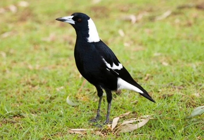 Molly the Magpie and Dogs Face Uncertain Future After Court Decision Molly the Magpie and Dogs Face Uncertain Future After Court Decision