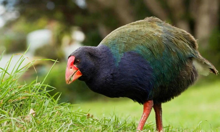 Endangered New Zealand bird caught fighting ‘at risk’ reptile in rare footage Endangered New Zealand bird caught fighting ‘at risk’ reptile in rare footage