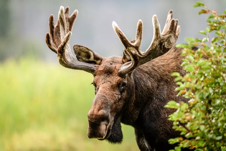 Video captures terrifying moment a perturbed moose strikes back after getting surrounded by entitled tourists: ‘And everyone keeps recording’ Video captures terrifying moment a perturbed moose strikes back after getting surrounded by entitled tourists: ‘And everyone keeps recording’