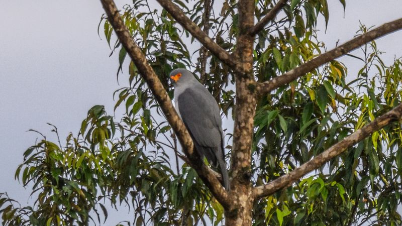 Rare “Lost” Bird Of Prey Photographed For First Time Ever In Papua New Guinea Rare “Lost” Bird Of Prey Photographed For First Time Ever In Papua New Guinea