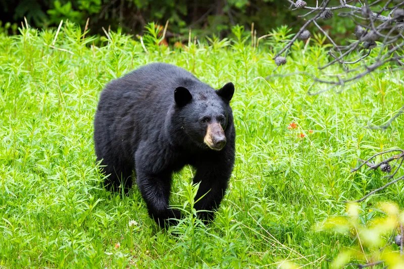 First Ever Fatal Bear Attack In Florida Leads To The Deaths Of 3 Black Bears First Ever Fatal Bear Attack In Florida Leads To The Deaths Of 3 Black Bears