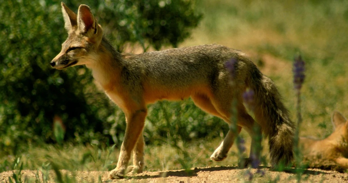 Rabies cases spike among Arizona wildlife Rabies cases spike among Arizona wildlife