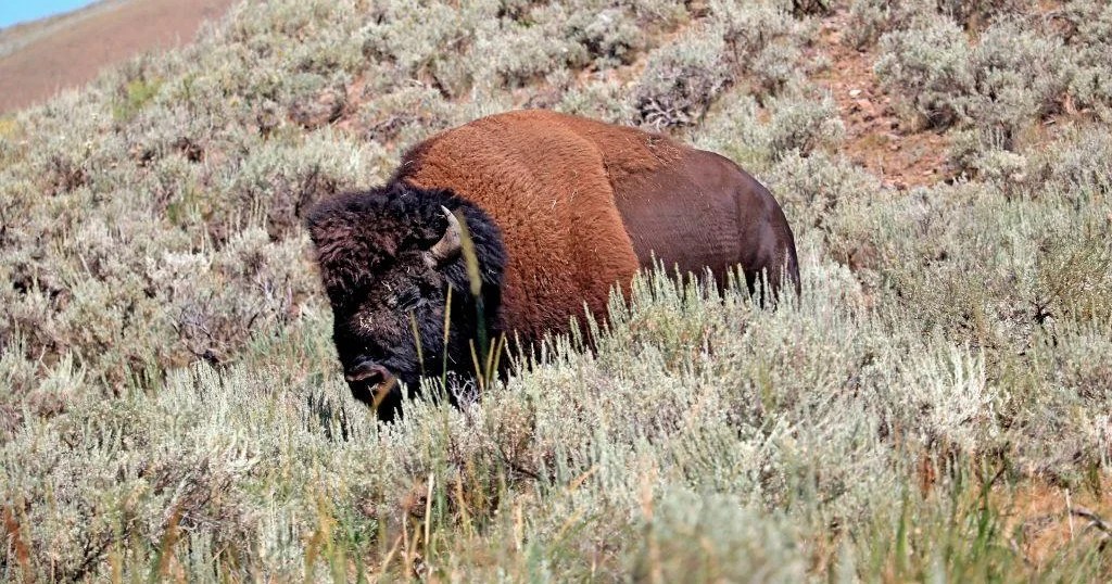Florida man gored by bison in Yellowstone National Park Florida man gored by bison in Yellowstone National Park