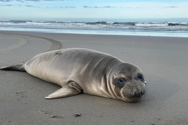Baby seal found stabbed multiple times on Oregon beach; search underway for suspect Baby seal found stabbed multiple times on Oregon beach; search underway for suspect